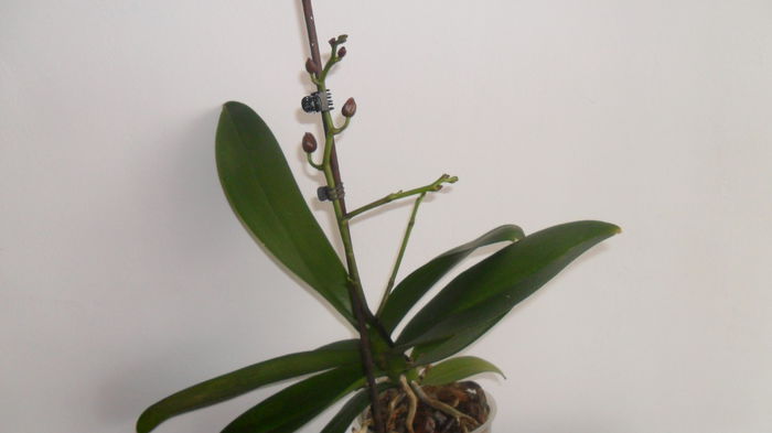 SAM_2596 - phalaenopsis