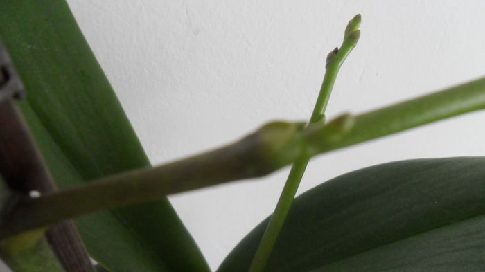 SAM_2597 - phalaenopsis