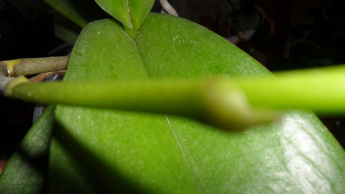 SAM_2598 - phalaenopsis