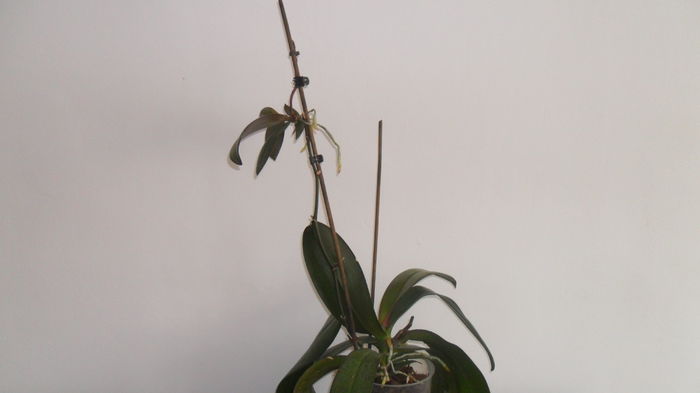SAM_2591 - phalaenopsis