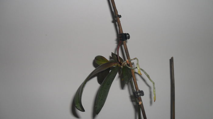 SAM_2593 - phalaenopsis