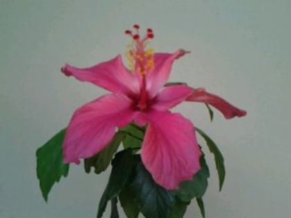 cairo rosa - Hibiscusi 1