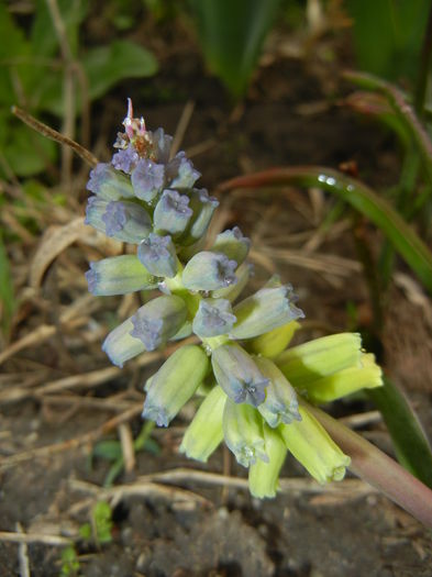 Muscari Golden Fragrance (2015, Apr.14)