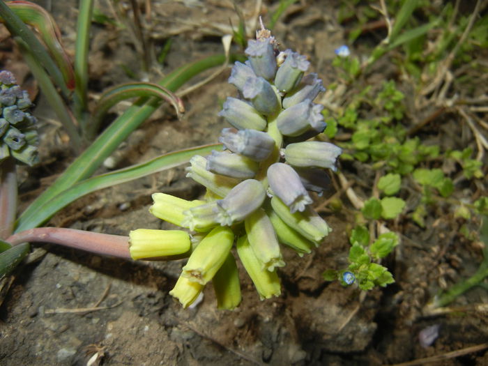 Muscari Golden Fragrance (2015, Apr.15)