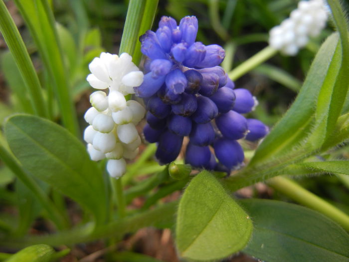 Muscari album & armeniacum (`15,Apr.11)