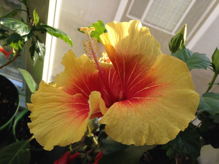 17 apr. 2015 - Hibiscus2015