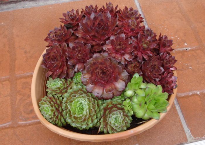 sempervivum (1) - sempervivum