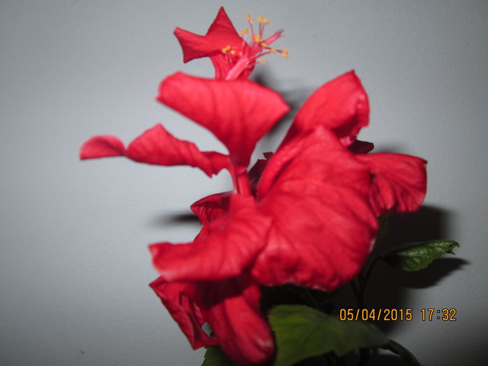 IMG_1368 - Florile mele aprilie 2015