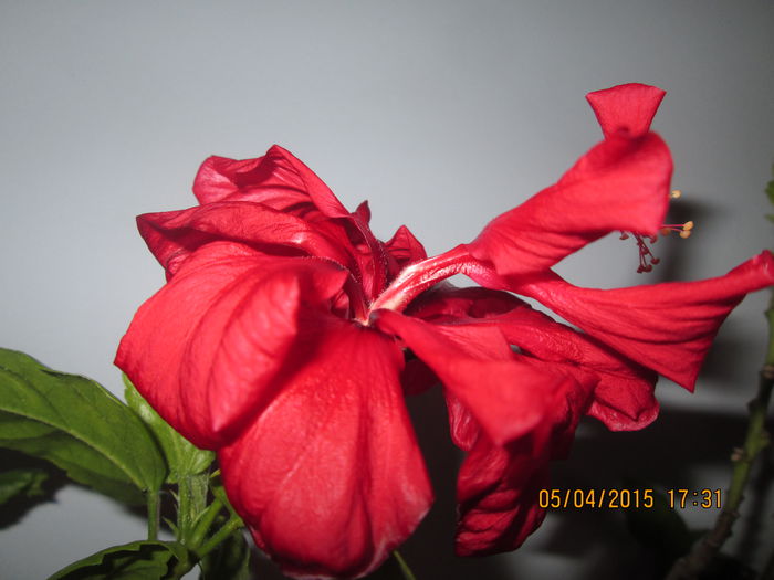 IMG_1366 - Florile mele aprilie 2015