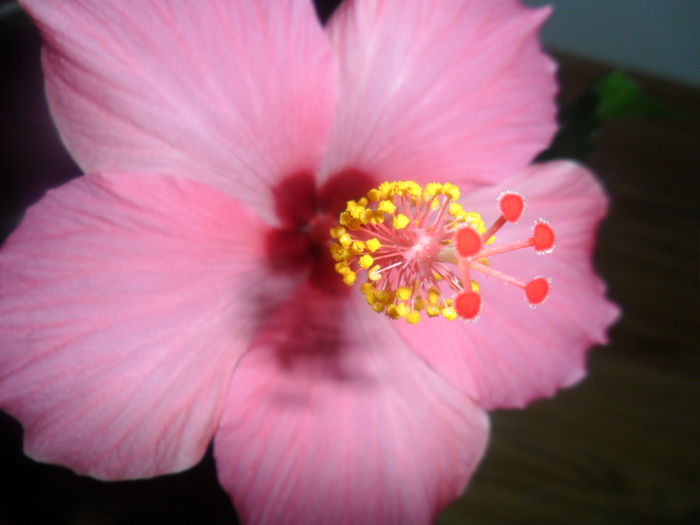 SAM_4259 - hibiscusi2015-1