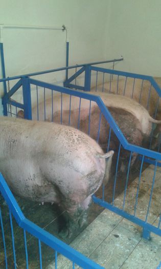 20150418_130818 - porci de rasa 2015