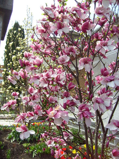 2015 - Magnolia SOULANGIANA RUSTICA RUBRA -evolutie 2009