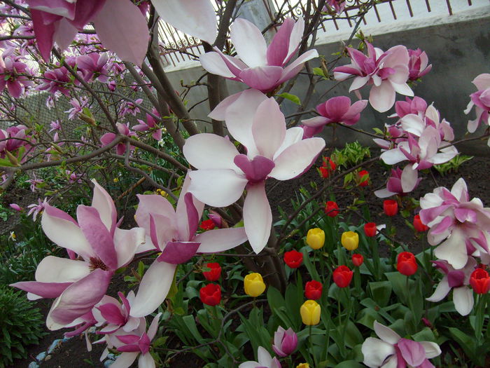 2015 - Magnolia SOULANGIANA RUSTICA RUBRA -evolutie 2009