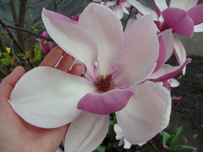 2015 - Magnolia SOULANGIANA RUSTICA RUBRA -evolutie 2009