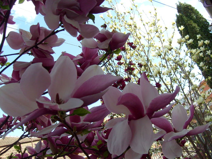 2015 - Magnolia SOULANGIANA RUSTICA RUBRA -evolutie 2009