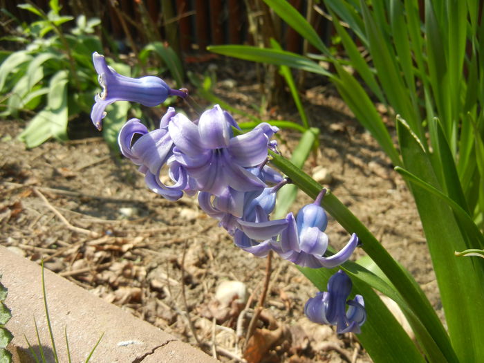 Hyacinth Delft Blue (2015, April 13) - Hyacinth Delft Blue