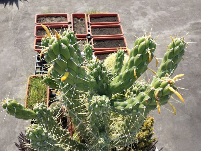 65 Austrocylindropuntia subulata