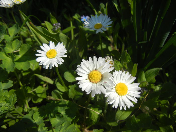 Bellis perennis (2015, April 13)