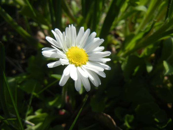 Bellis perennis (2015, April 13)