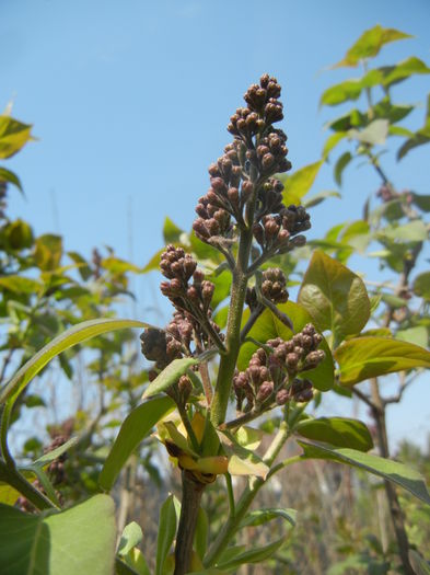 Syringa vulgaris_Lilac (2015, April 13)