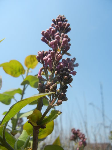 Syringa vulgaris_Lilac (2015, April 13)