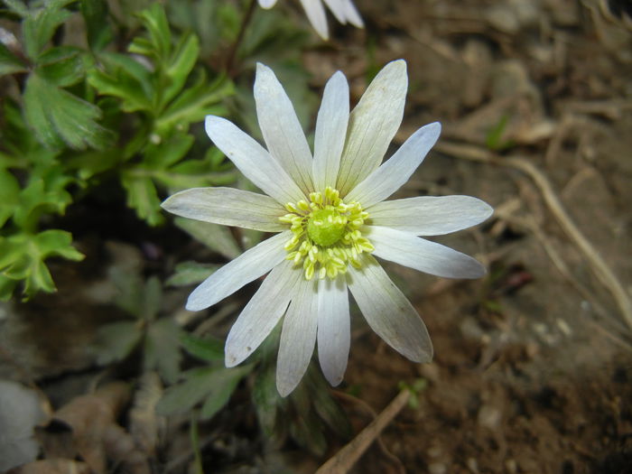 Anemone White Splendour (2015, Apr.15)