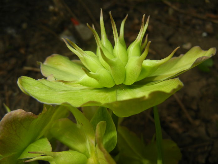 Helleborus Niger, seeds (2015, April 15)