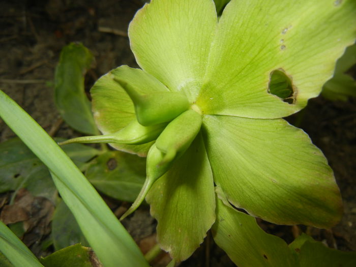 Helleborus Niger, seeds (2015, April 15)