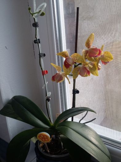 Phalaenopsis - mai 2015