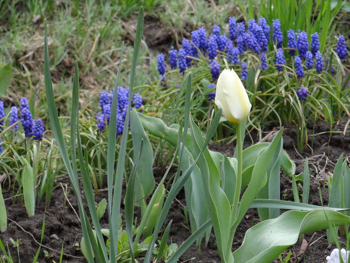 19 aprilie - A venit Primavara