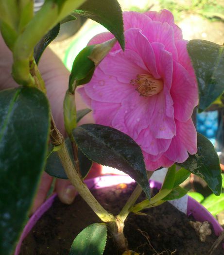 camellia15apr2015