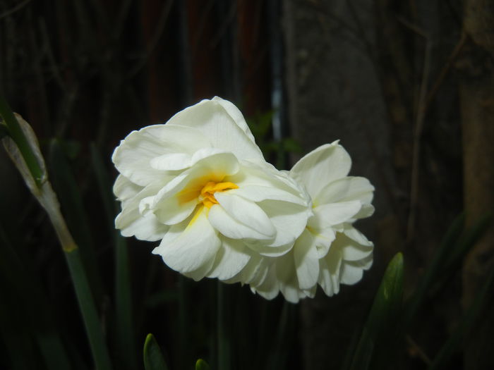 Narcissus Bridal Crown (2015, April 15)