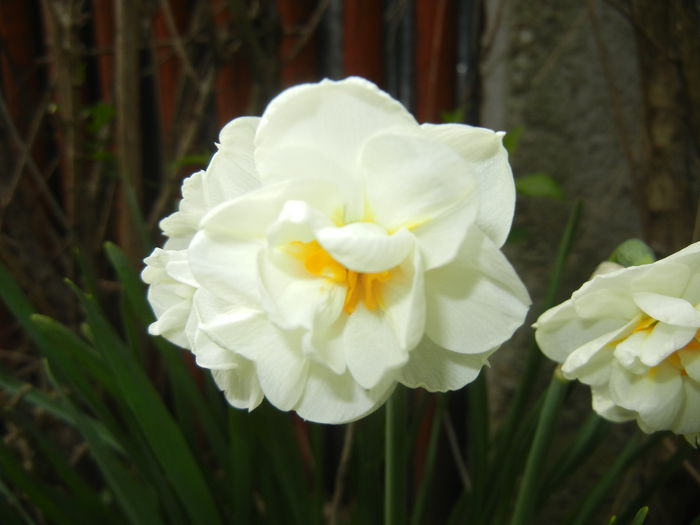 Narcissus Bridal Crown (2015, April 15)