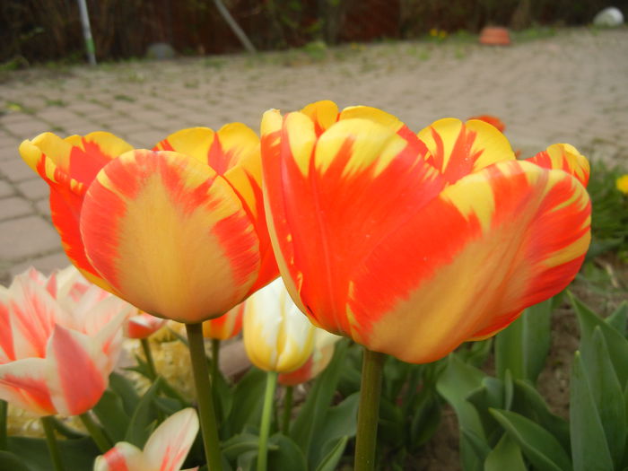 Tulipa Banja Luka (2015, April 15)