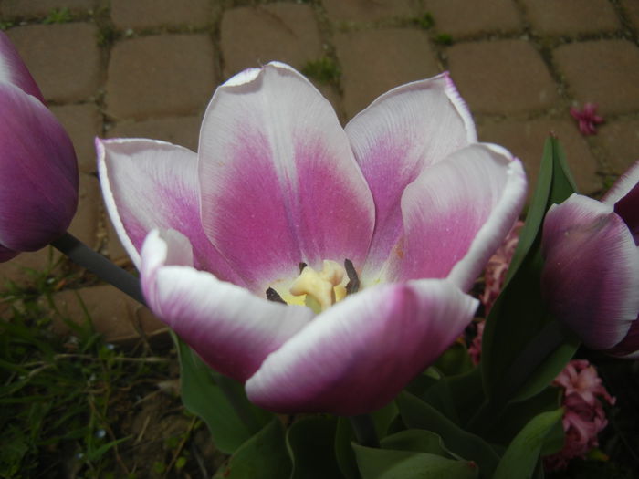 Tulipa Synaeda Blue (2015, April 15) - Tulipa Synaeda Blue