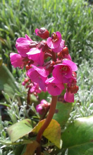 Bergenia Winter Glow - flori de gradina