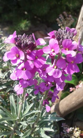 Erysimum Bowles Mauve - flori de gradina