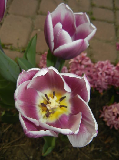 Tulipa Synaeda Blue (2015, April 15)