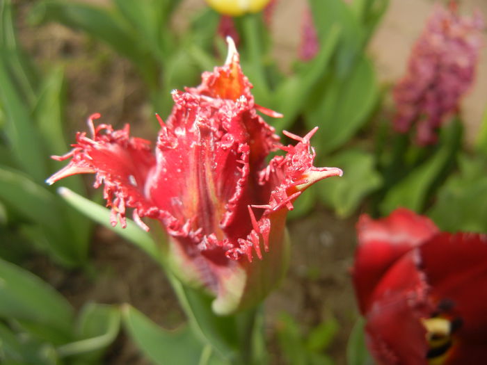Tulipa Pacific Pearl (2015, April 15)