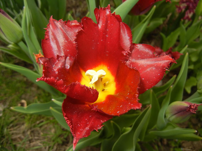 Tulipa Pacific Pearl (2015, April 15) - Tulipa Pacific Pearl