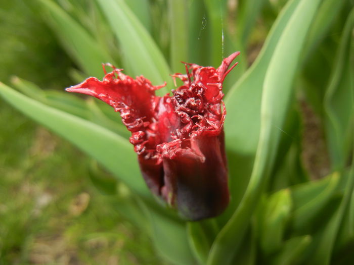 Tulipa Pacific Pearl (2015, April 15) - Tulipa Pacific Pearl