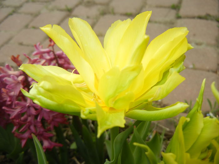 Tulipa Yellow Spider (2015, April 15) - Tulipa Yellow Spider