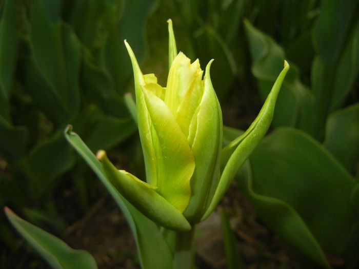 Tulipa Yellow Spider (2015, April 15)