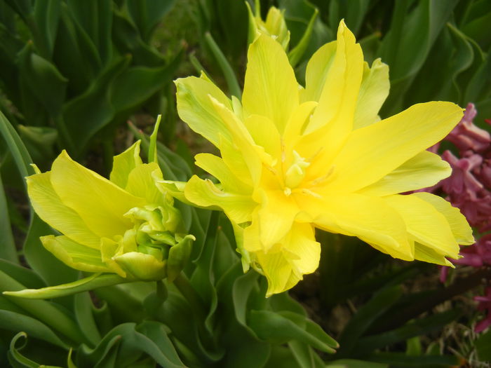 Tulipa Yellow Spider (2015, April 15)