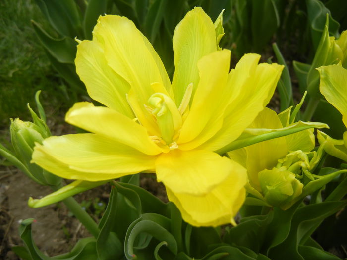 Tulipa Yellow Spider (2015, April 15)