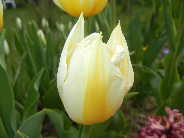 Tulipa Flaming Coquette (2015, April 15)