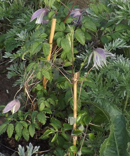 21apr-Maidwell Hall - Clematis