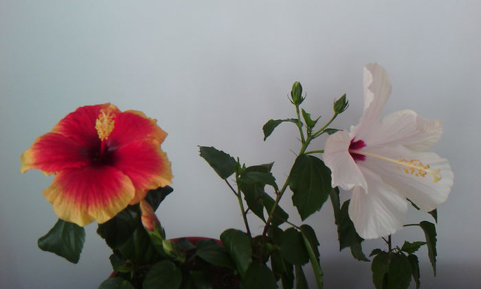 2015-04-21 17.54.05 - HIBISCUS 2015