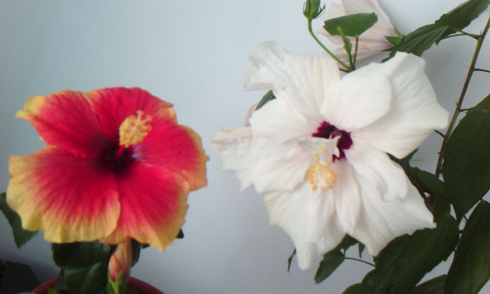 2015-04-21 17.55.07 - HIBISCUS 2015