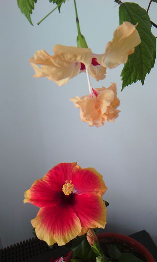 2015-04-21 18.02.12 - HIBISCUS 2015